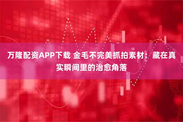 万隆配资APP下载 金毛不完美抓拍素材：藏在真实瞬间里的治愈角落